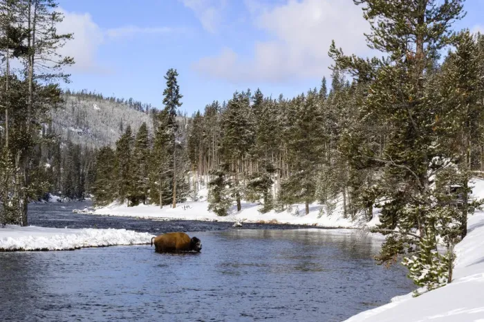 Framed Print : Yellowstone National Park, bison crossing river in winter Framed Print : Yellowstone National Park, bison crossing river in winter