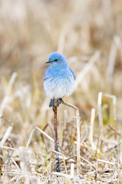 Yellowstone National Park. A bluebird spends time in the dead grasses in early spring