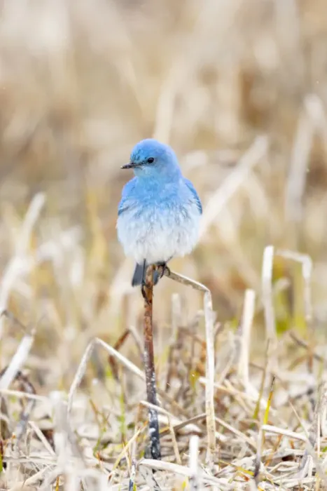 Framed Print : Yellowstone National Park. A bluebird spends time in the dead grasses in early spring