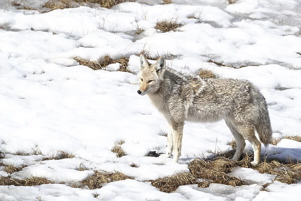 Yellowstone National Park, coyote standing in the melting snow