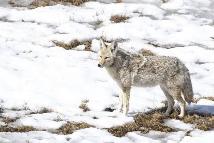 Framed Print : Yellowstone National Park, coyote standing in the melting snow Framed Print : Yellowstone National Park, coyote standing in the melting snow