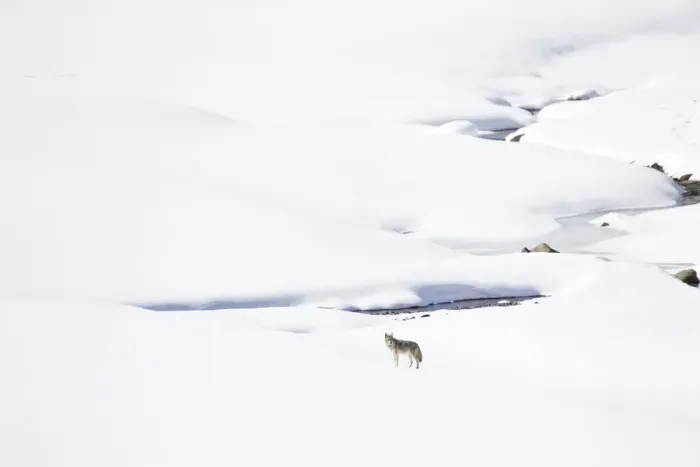 Framed Print : Yellowstone National Park, coyote standing in a snowy landscape Framed Print : Yellowstone National Park, coyote standing in a snowy landscape