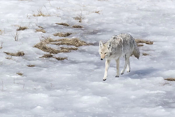 Yellowstone National Park, coyote walking through the icy slush