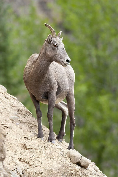 Yellowstone National Park, female bighorn sheep looking down from a steep perch
