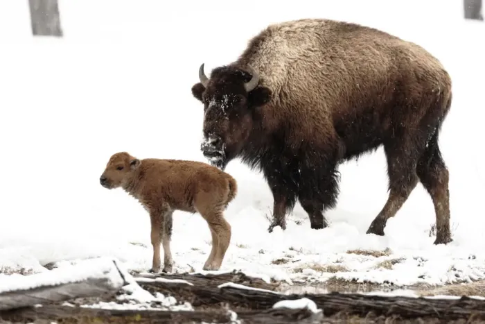 Framed Print : Yellowstone National Park. A female bison feeds while her new born calf shivers in the spring snow Framed Print : Yellowstone National Park. A female bison feeds while her new born calf shivers in the spring snow