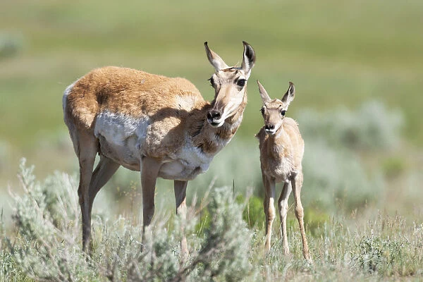 Yellowstone National Park, female pronghorn antelope standing next to her fawn
