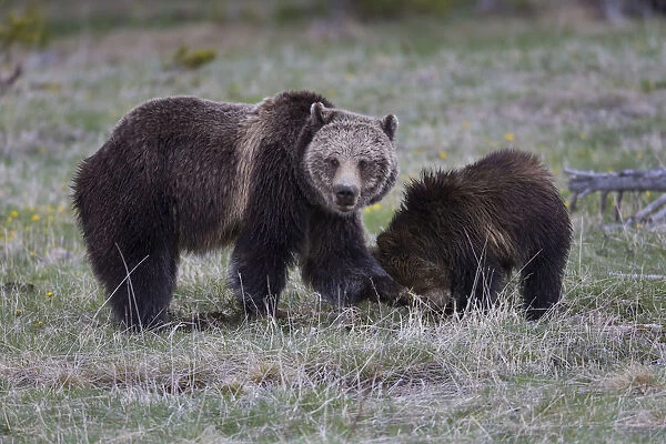 Yellowstone National Park, a grizzly bear sow digs in the grass with her cub