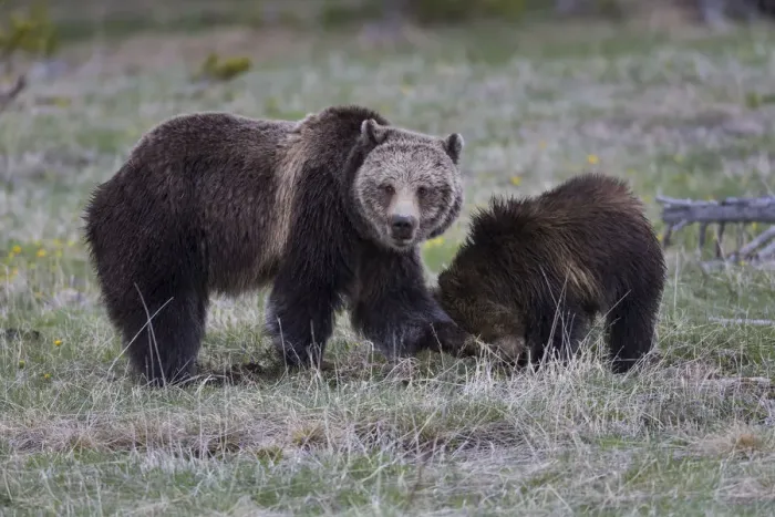 Framed Print : Yellowstone National Park, a grizzly bear sow digs in the grass with her cub