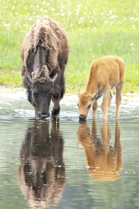 Framed Print : Yellowstone National Park, Lamar Valley. American bison calf stays close to last year s Framed Print : Yellowstone National Park, Lamar Valley. American bison calf stays close to last year s