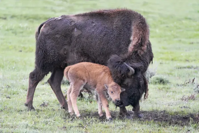 Framed Print : Yellowstone National Park, Lamar Valley. American bison calf stays close to its mother Framed Print : Yellowstone National Park, Lamar Valley. American bison calf stays close to its mother