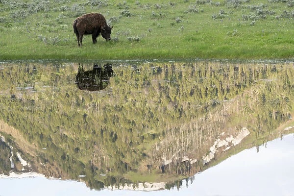 Yellowstone National Park, Lamar Valley. American bison is enjoying the green grass
