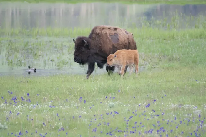 Framed Print : Yellowstone National Park, Lamar Valley. American bison cow with her calf walk through wildflowers Framed Print : Yellowstone National Park, Lamar Valley. American bison cow with her calf walk through wildflowers
