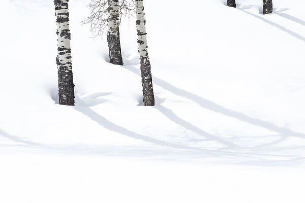 Yellowstone National Park, Lamar Valley. Aspen trees cast shadows on the snow