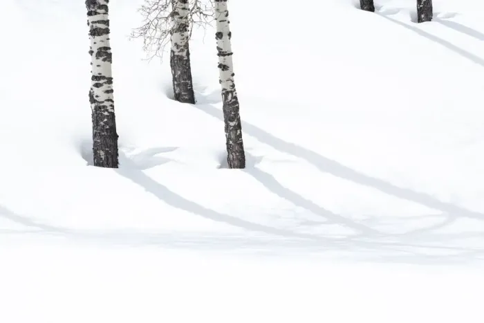 Framed Print : Yellowstone National Park, Lamar Valley. Aspen trees cast shadows on the snow Framed Print : Yellowstone National Park, Lamar Valley. Aspen trees cast shadows on the snow