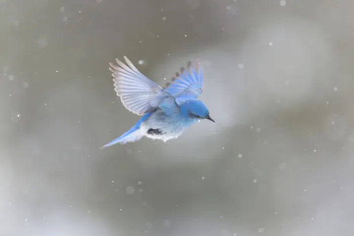 Framed Print : Yellowstone National Park, a male mountain bluebird hovers above a stream in a snowstorm Framed Print : Yellowstone National Park, a male mountain bluebird hovers above a stream in a snowstorm