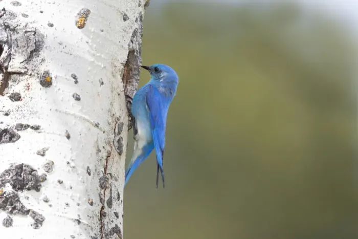 Framed Print : Yellowstone National Park, a male mountain bluebird perching at its nest hole Framed Print : Yellowstone National Park, a male mountain bluebird perching at its nest hole