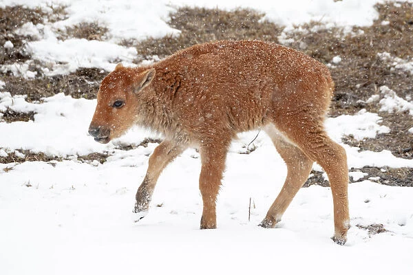Yellowstone National Park. A newborn bison calf standing in a spring snow storm