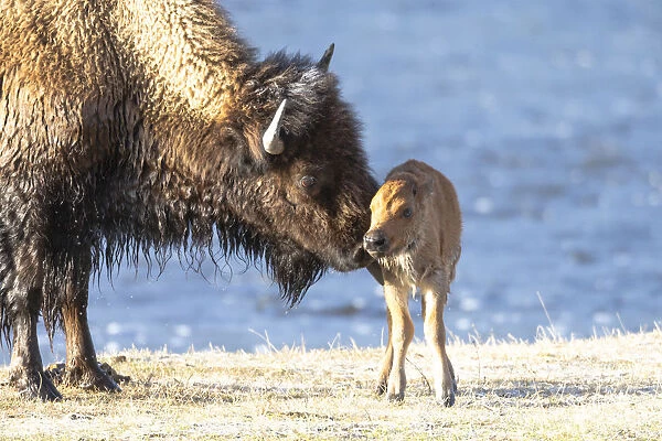 Yellowstone National Park. The newborn bison calf is wet #19321453