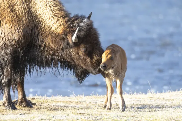 Framed Print : Yellowstone National Park. The newborn bison calf is wet and cold after swimming the river