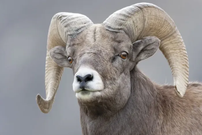 Framed Print : Yellowstone National Park. Portrait of a bighorn ram