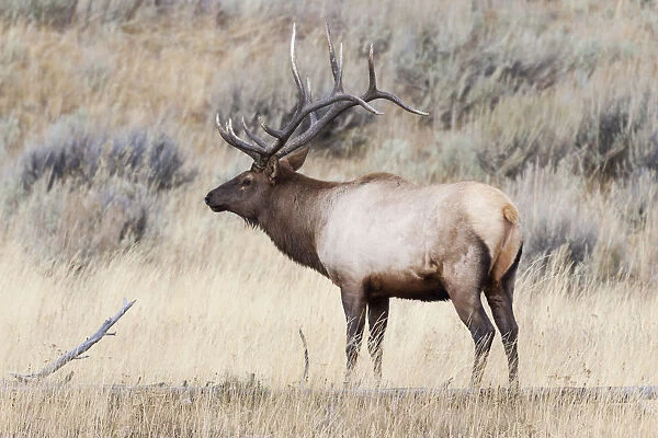 Yellowstone National Park, portrait of a bull elk with a large rack