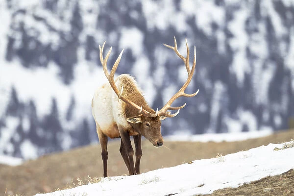 Yellowstone National Park, portrait of a bull elk with massive antlers that he hasn t shed
