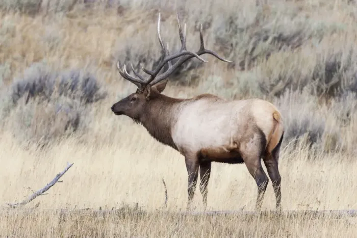 Framed Print : Yellowstone National Park, portrait of a bull elk with a large rack