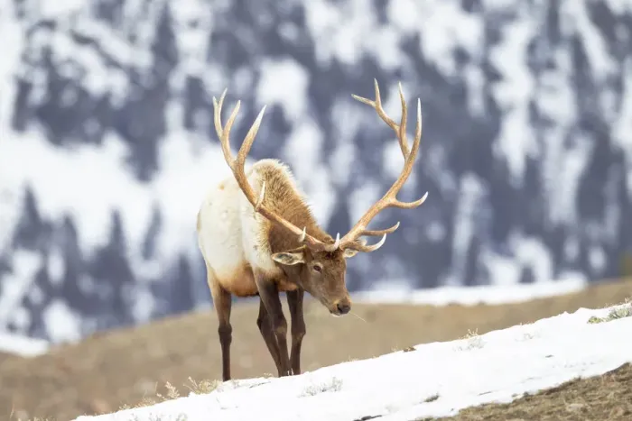 Framed Print : Yellowstone National Park, portrait of a bull elk with massive antlers that he hasn t shed