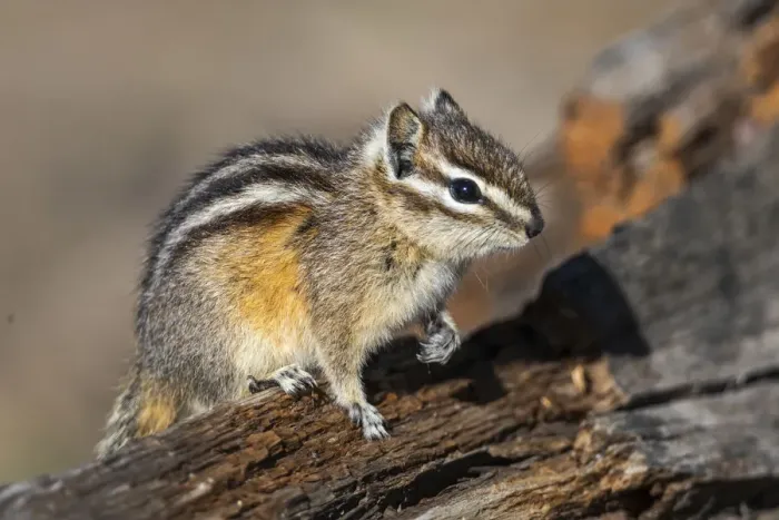 Framed Print : Yellowstone National Park, portrait of a chipmunk