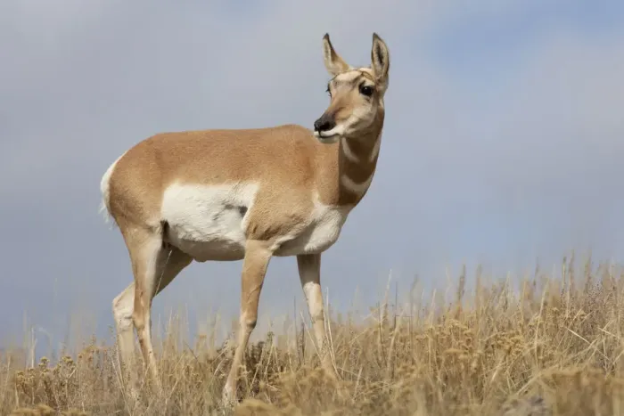 Framed Print : Yellowstone National Park, portrait of a female pronghorn antelope