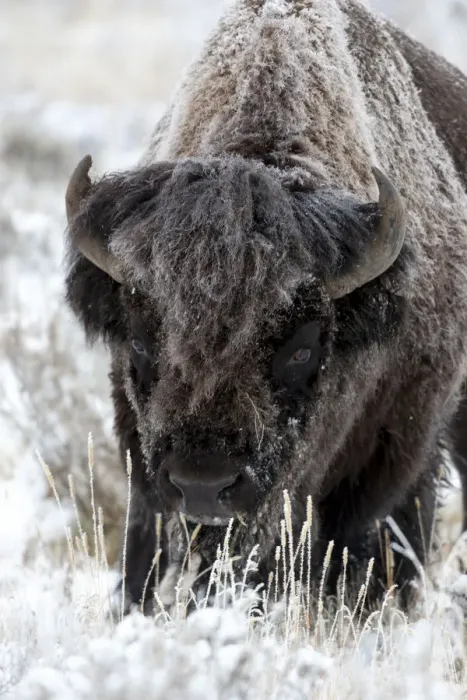 Framed Print : Yellowstone National Park, portrait of a frost covered American bison Framed Print : Yellowstone National Park, portrait of a frost covered American bison
