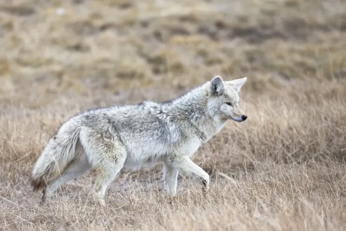 Framed Print : Yellowstone National Park, portrait of a light colored coyote in the dry grass of spring