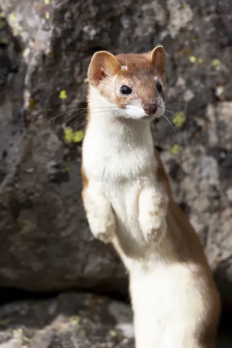 Framed Print : Yellowstone National Park, portrait of a long-tailed weasel
