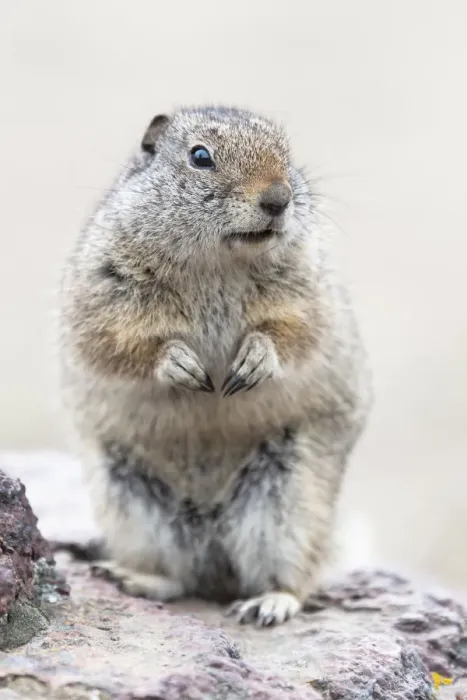 Framed Print : Yellowstone National Park, Richardsons ground squirrel Framed Print : Yellowstone National Park, Richardsons ground squirrel