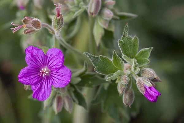 Yellowstone National Park, sticky geraniums blossom in the spring