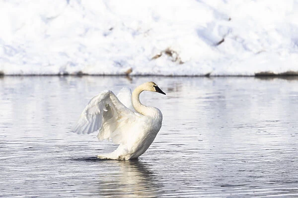 Yellowstone National Park, trumpeter swan flaps its wings after preening