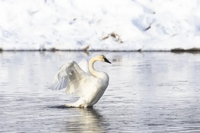 Framed Print : Yellowstone National Park, trumpeter swan flaps its wings after preening