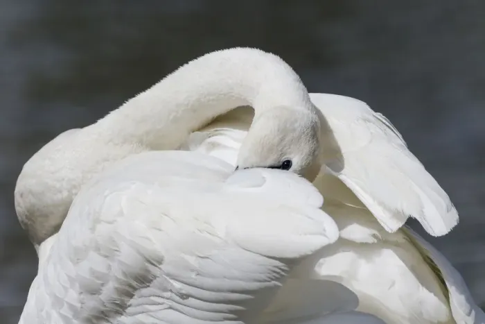 Framed Print : Yellowstone National Park, trumpeter swan preens its feathers while watching alertly Framed Print : Yellowstone National Park, trumpeter swan preens its feathers while watching alertly