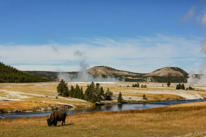 Framed Print : Yellowstone National Park, USA, Bison, buffalo, Steam, Old Faithful, Yellowstone River Framed Print : Yellowstone National Park, USA, Bison, buffalo, Steam, Old Faithful, Yellowstone River
