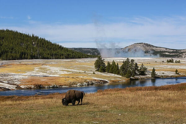 Yellowstone National Park, USA, Wyoming. Buffalo and Old Faithful