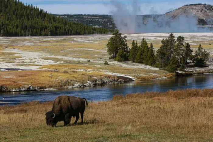 Framed Print : Yellowstone National Park, USA, Wyoming. Buffalo and Old Faithful Framed Print : Yellowstone National Park, USA, Wyoming. Buffalo and Old Faithful