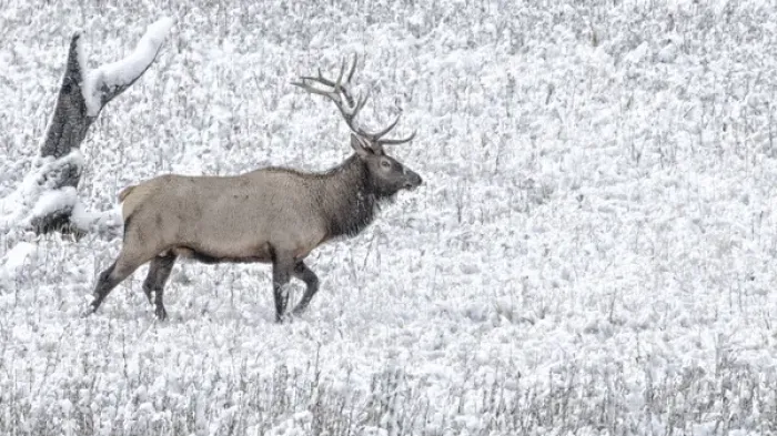 Framed Print : Yellowstone National Park Wyoming. Bull Elk walks in the snow Framed Print : Yellowstone National Park Wyoming. Bull Elk walks in the snow