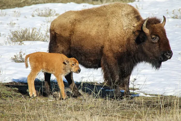 Framed Print : Yellowstone National Park, Wyoming, Lamar Valley, USA. Spring, baby bison and the mother on grassy field with snow Framed Print : Yellowstone National Park, Wyoming, Lamar Valley, USA. Spring, baby bison and the mother on grassy field with snow