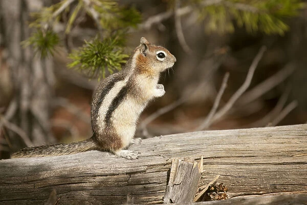 Yellowstone National Park, Wyoming, USA. Golden-mantled ground squirrel standing on a log