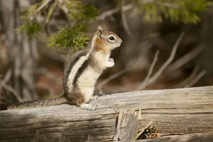 Framed Print : Yellowstone National Park, Wyoming, USA. Golden-mantled ground squirrel standing on a log Framed Print : Yellowstone National Park, Wyoming, USA. Golden-mantled ground squirrel standing on a log