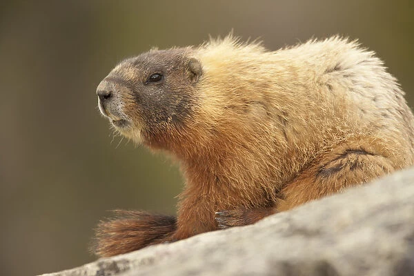 Yellowstone National Park, Wyoming, USA. Yellow-bellied marmot keeping a watch with
