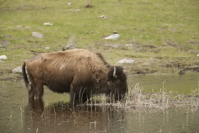 Framed Print : Yellowstone National Park, Wyoming, USA. Bison with a starling on its back, drinking in a pond Framed Print : Yellowstone National Park, Wyoming, USA. Bison with a starling on its back, drinking in a pond