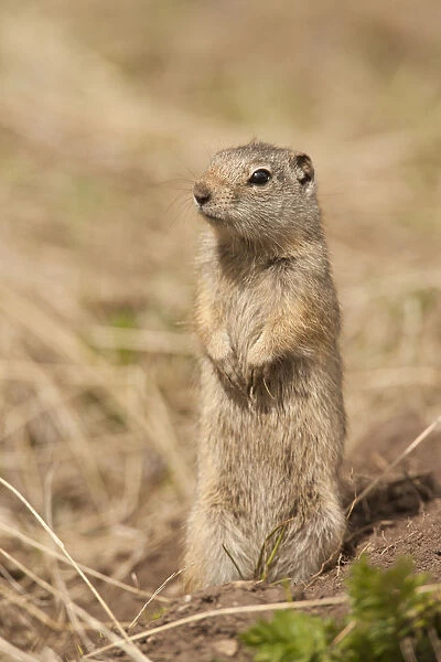 Yellowstone National Park, Wyoming, USA. Uinta ground squirrel standing on his hind
