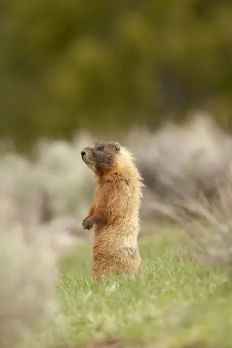 Framed Print : Yellowstone National Park, Wyoming, USA. Yellow-bellied marmot standing on its hind legs Framed Print : Yellowstone National Park, Wyoming, USA. Yellow-bellied marmot standing on its hind legs