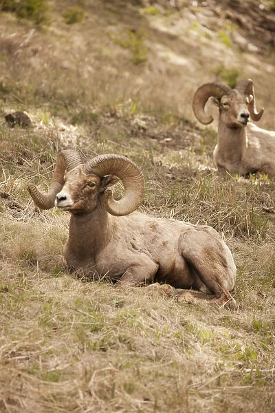 Yellowstone National Park, Wyoming, USA. Bighorn sheep rams resting